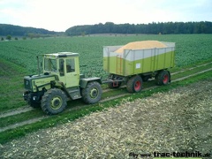 Mais dreschen 001